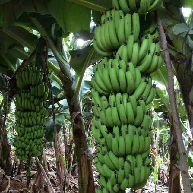 Banana plants carrying large bunches of green bananas.