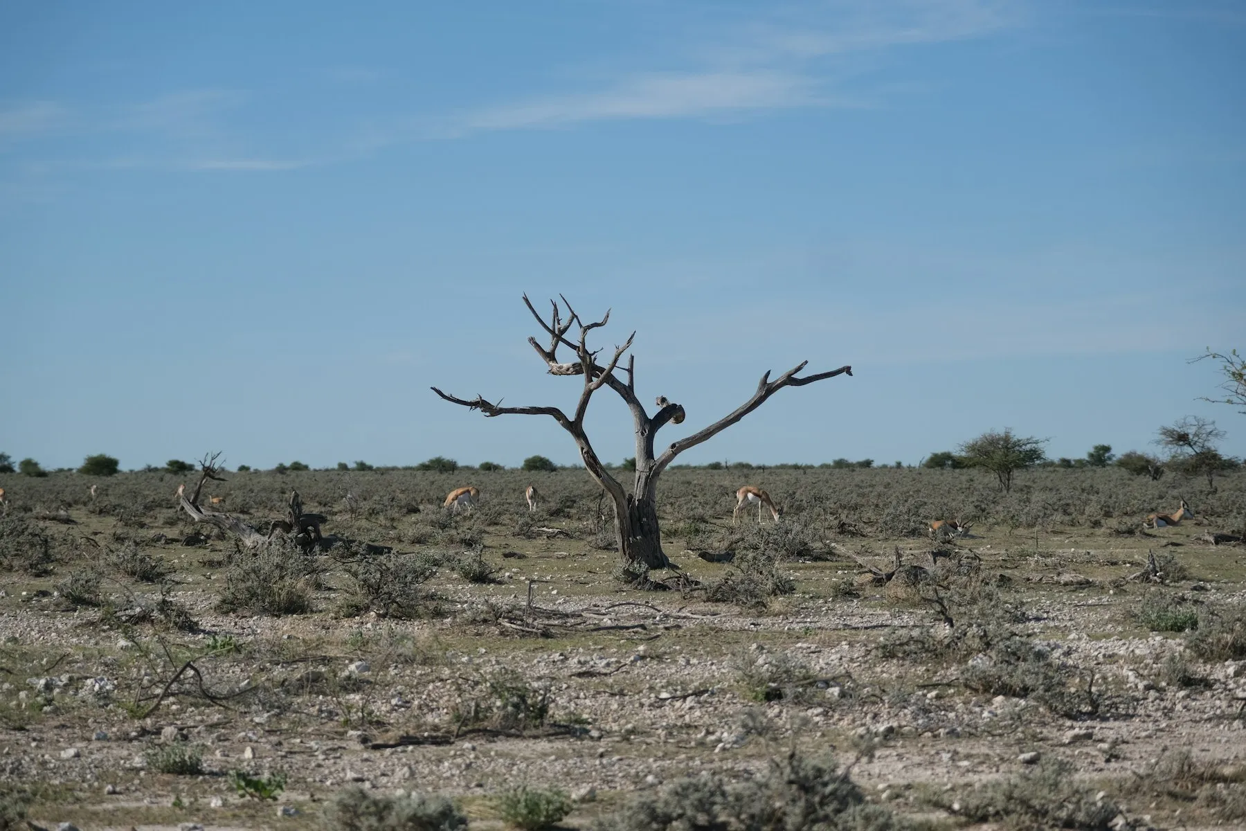 A single bare tree standing on dry, stony ground under a clear sky.