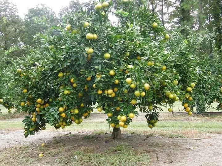 A low, spreading citrus tree heavy with yellow fruit.