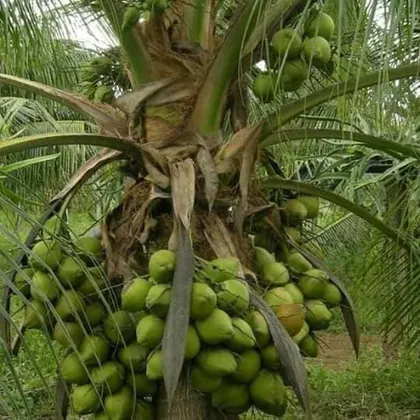 A coconut palm carrying clusters of green coconuts.