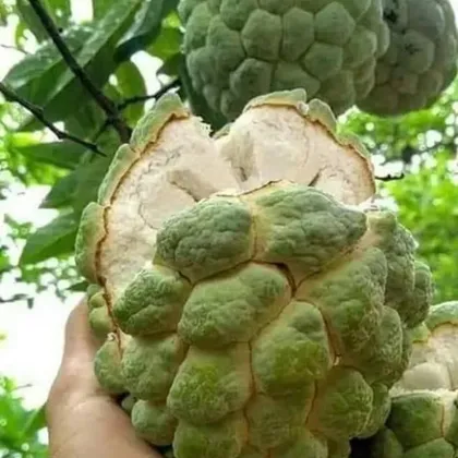 A hand holding a ripe custard apple split open on the tree.