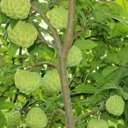 Custard apples growing on a leafy branch.