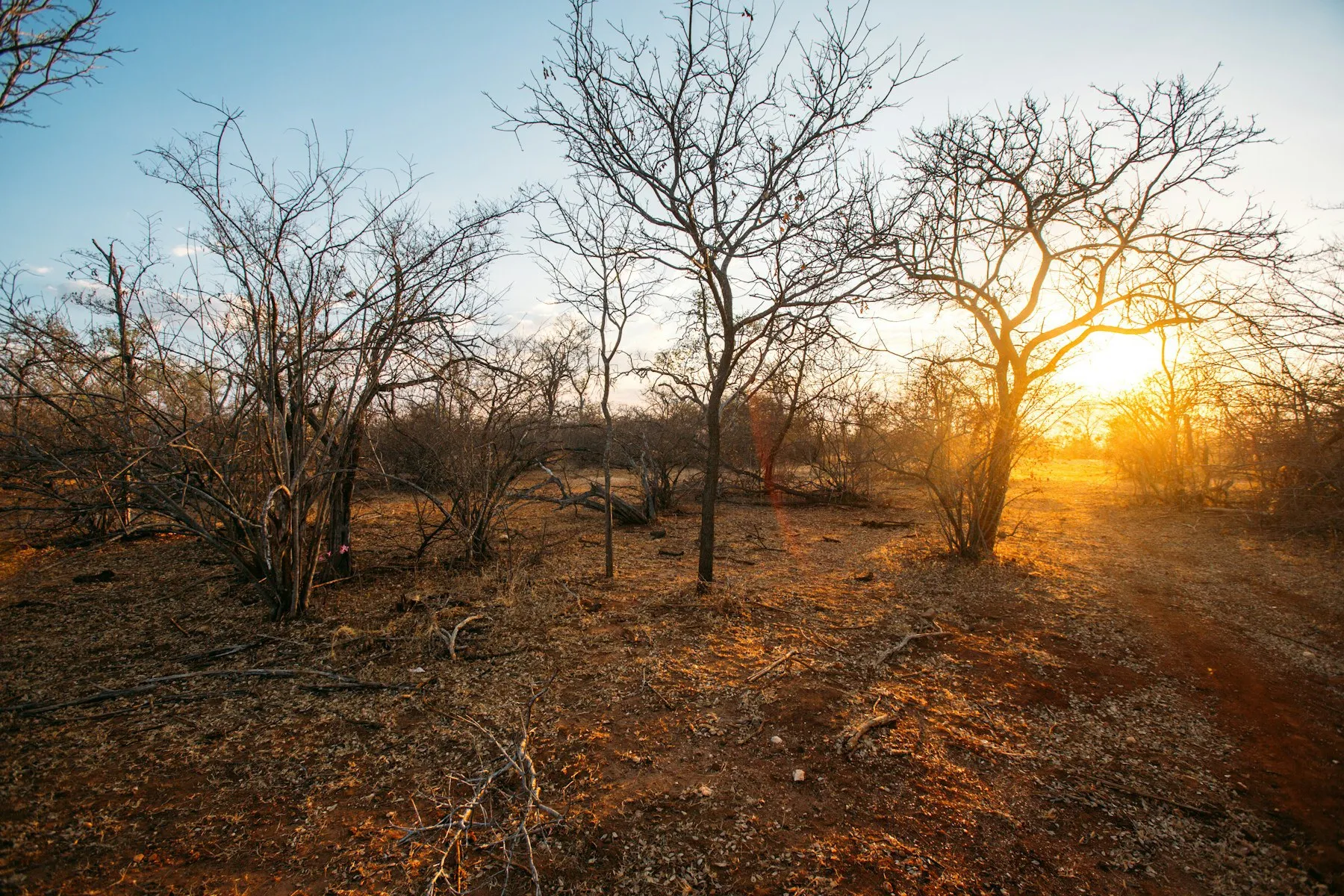 Dry bushland with bare, leafless trees on red earth as the sun goes down.