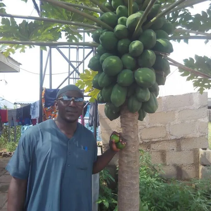 A man standing beside a pawpaw tree loaded with green fruit.
