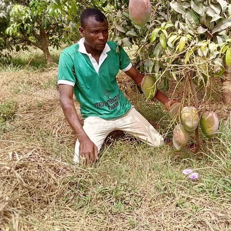 A man kneeling in an orchard beside a young mango tree hung with fruit.