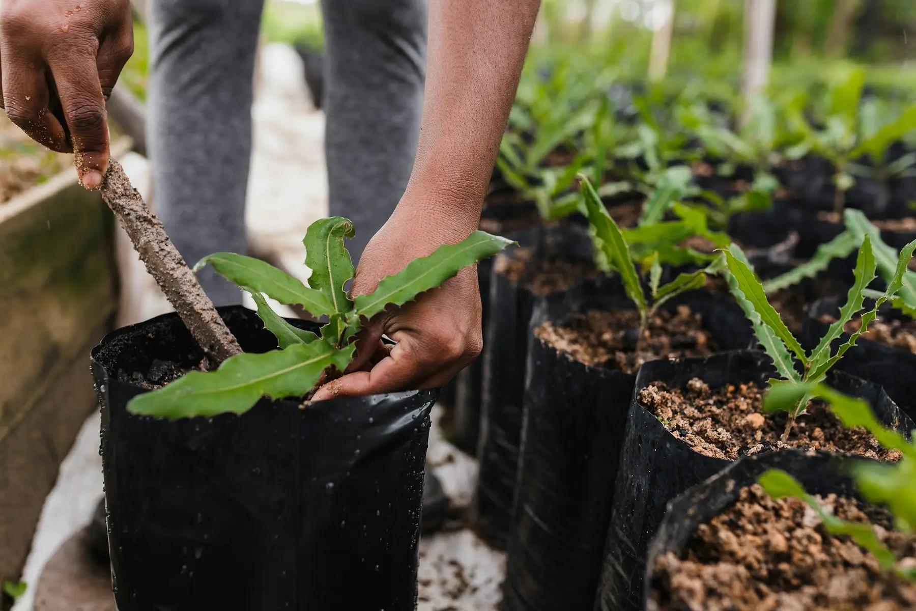 A hand tending young tree seedlings growing in rows of black nursery bags.