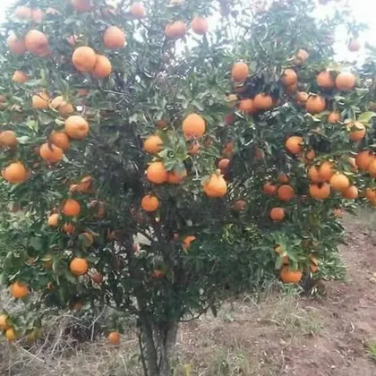 A small tree covered in ripe oranges.