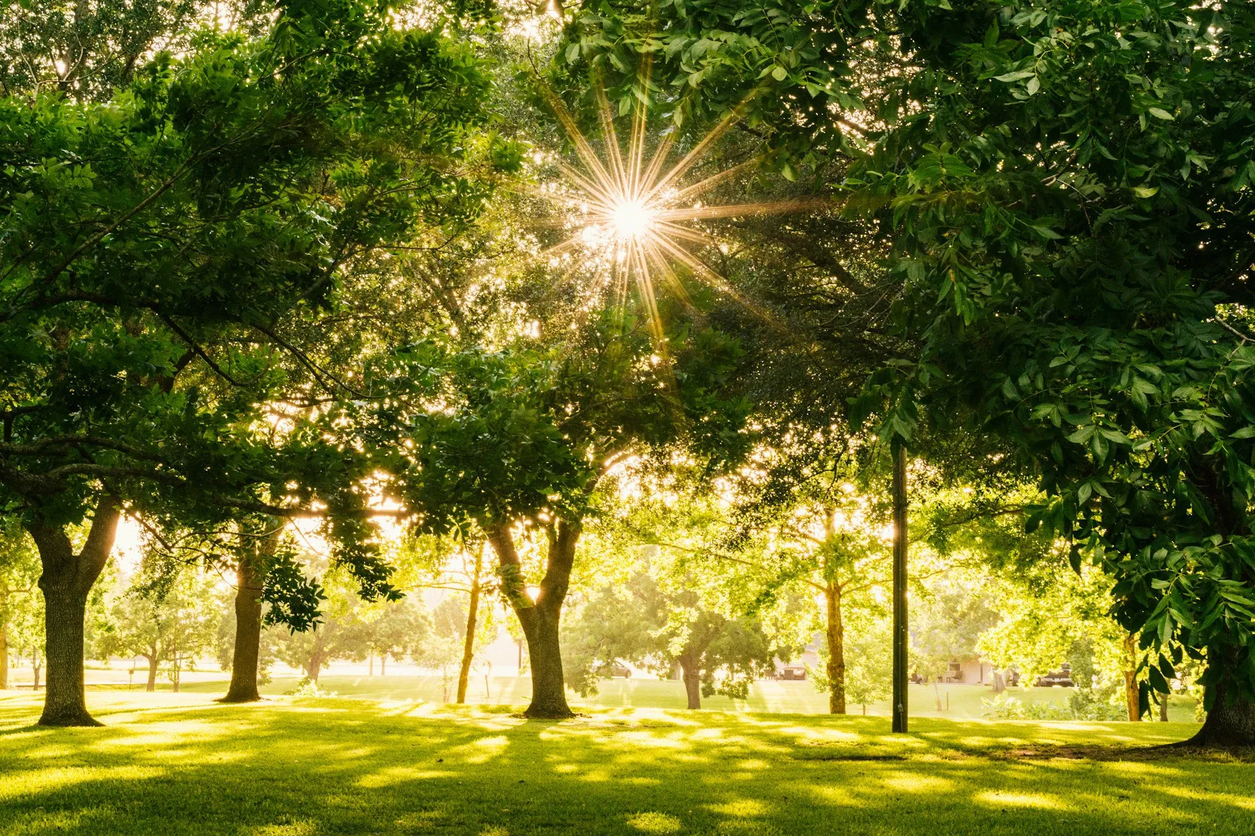 Sunlight coming through the leaves of mature trees in a park.
