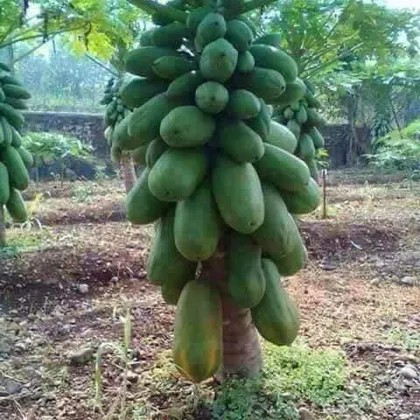 A pawpaw tree with a heavy column of green fruit.